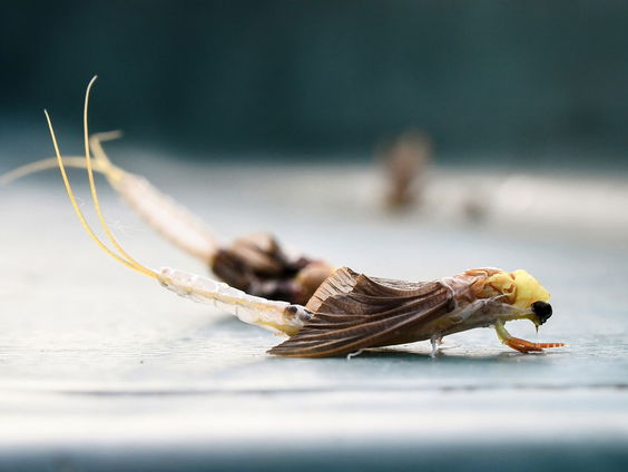 De Jaargetijden: de Eendagsvlieg