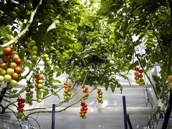 Wat kunnen we beter importeren, tomaten of de tomatenplukker?