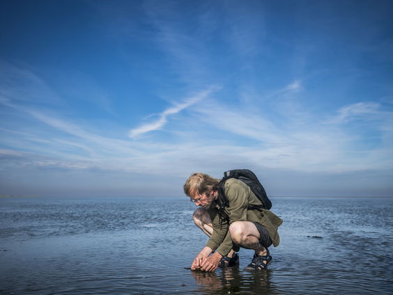 Een kanoet is flexibeler dan een scholekster