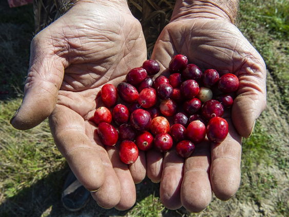 De Jaargetijden: cranberries