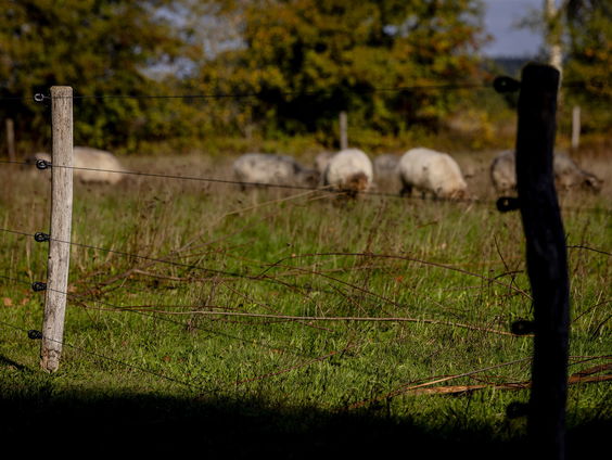 Wolf welkom of niet? 'Dit boek kan helpen polarisatie tegen te gaan'
