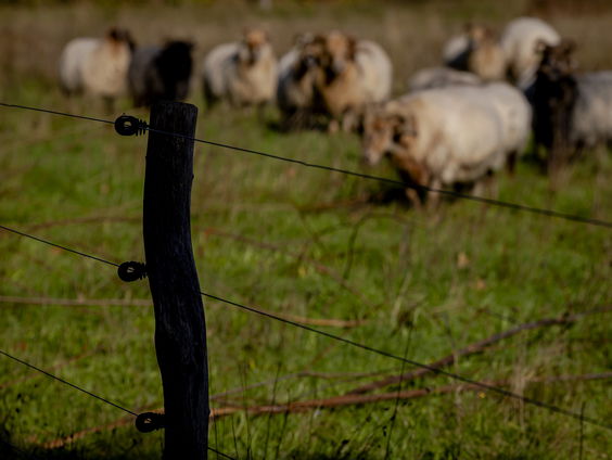 Stijging aantal wolvenaanvallen op dieren vergeleken vorig jaar