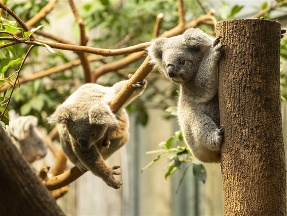Een primeur: koala's in een Nederlandse dierentuin