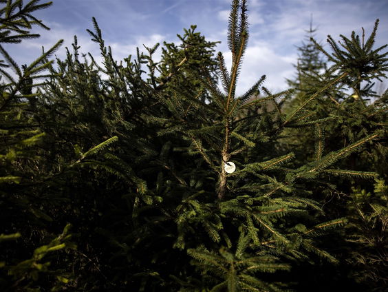 Kerstboom op je bord: Chef Yornie van Dijk weet hoe het moet
