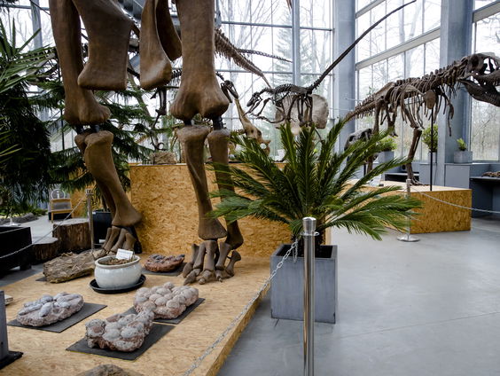 Hoe een stuk steen ons meer leert over de oorsprong van de slang