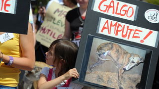 Waarom worden Spaanse windhonden misbruikt?