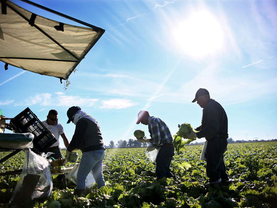 Canada als broedplaats voor moderne slavernij