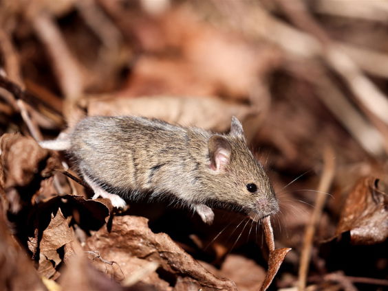 Kunnen we de biodiversiteit niet gewoon versimpelen?
