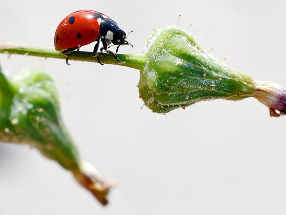 Stand.nl: 'We moeten zélf aan de slag met het verbeteren van de biodiversiteit'