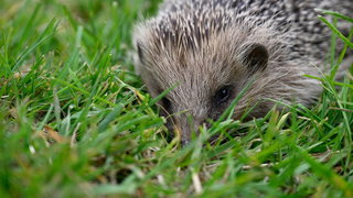 Een toeter om de egel te waarschuwen