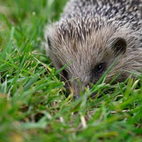 Een toeter om de egel te waarschuwen