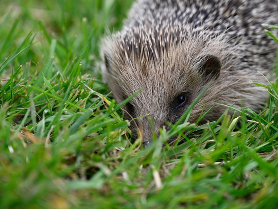 Een toeter om de egel te waarschuwen