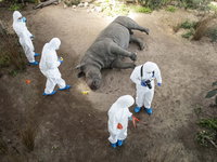 Waarom is er zo weinig oog voor wildlife crime?