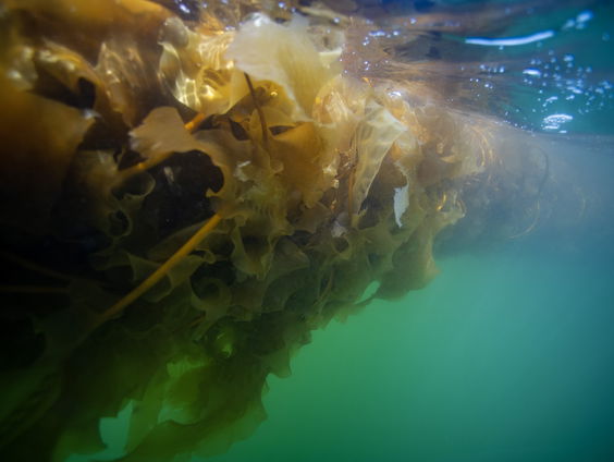 Mijlpaal: eerste commerciële zeewierboerderij op bodem van de Noordzee