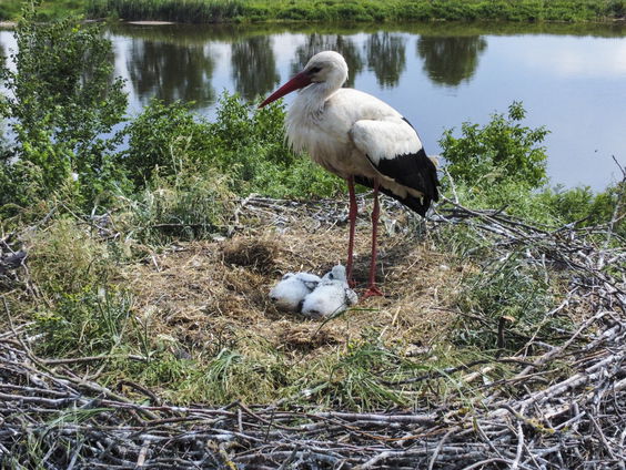 Vele regen zorgt voor problemen bij ooievaarskuikens