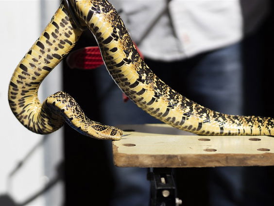 Bioloog Mátyás Bittenbinder over gifonderzoek in Australië