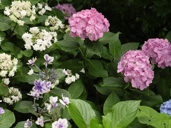 De Jaargetijden: Bladluizen