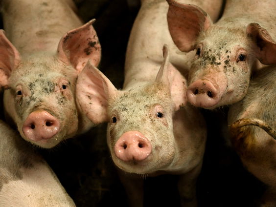 Varkenshouders alerter op de Afrikaanse varkenspest