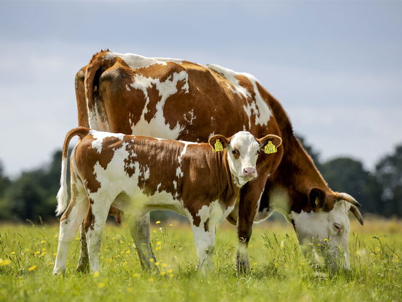 Huisvriend Marjolein de Rooij over IVF bij dieren