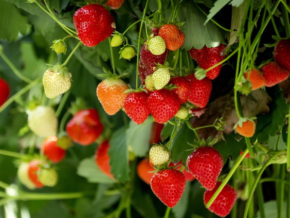 Aantal geoogste aardbeien in Nederland verdubbeld sinds 2010
