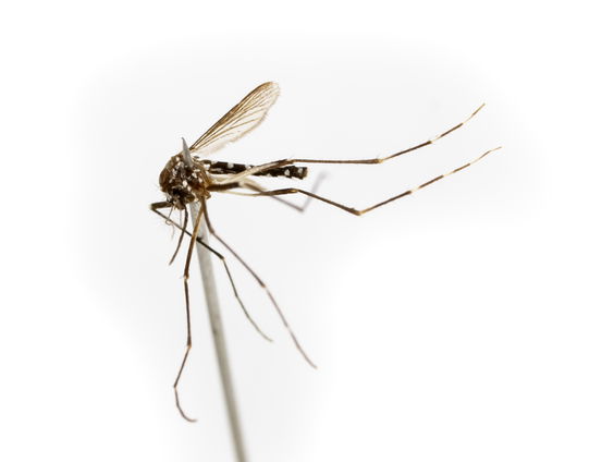 Wat te doen tegen oprukkende muggenvirussen?