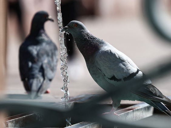 Barcelona verjaagt duiven met roofvogels
