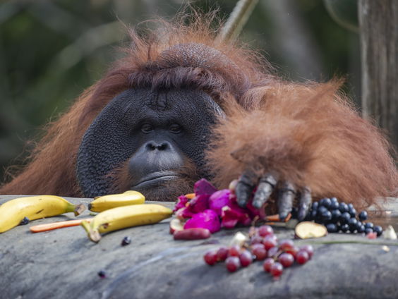 Orang-oetan-diplomatie in Maleisië voor palmolie