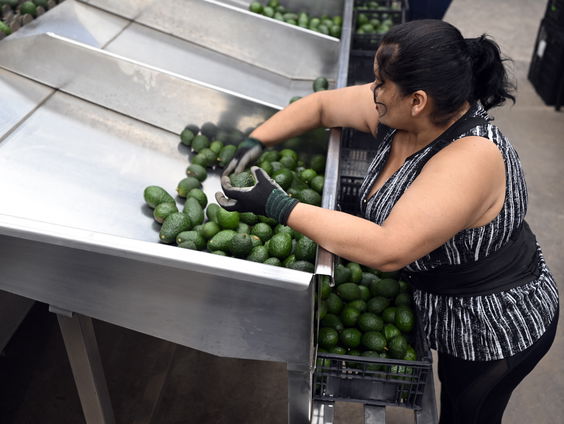 Avocadohandel tussen Mexico en VS stopgezet