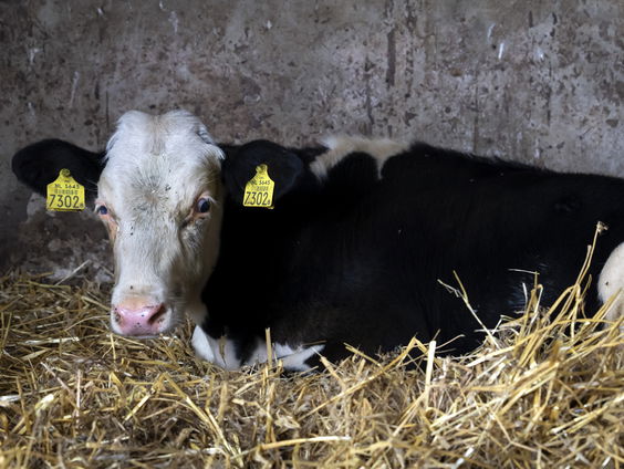 Waarom is het blauwtongvirus juist bij koeien problematisch?