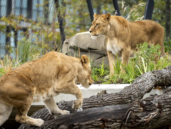 'Seksuele diversiteit in het dierenrijk'