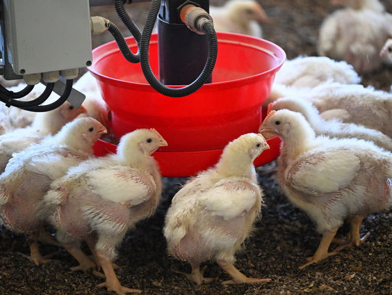 Hoe de voedingsindustrie ons ziek maakt