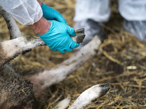 Vaccin tegen blauwtong beschikbaar, dierenartsen starten snel met inenten