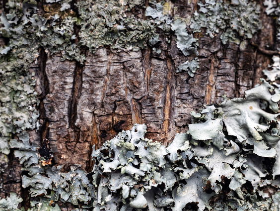 Huisvriend Rob van Hattum over schimmels die met elkaar communiceren