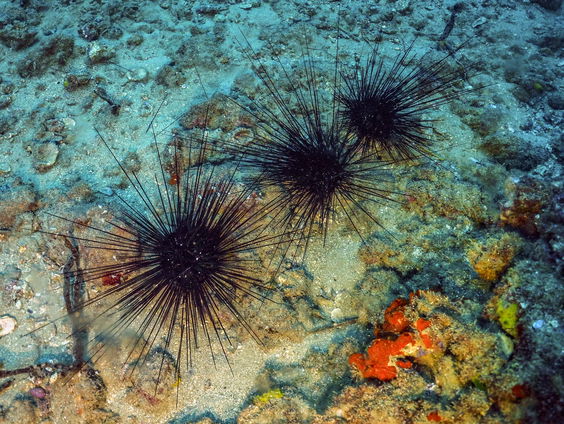 Zo redden zee-egels het koraal
