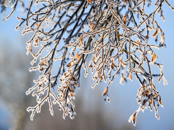 De Jaargetijden: ijsheiligen