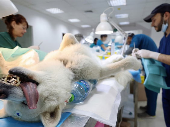 Stand.nl: 'De dierenarts is veel te duur geworden'