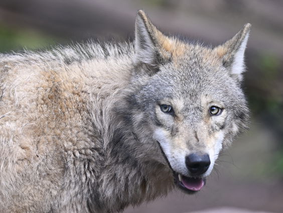 Reuzenwolf weer tot leven: moeten we dat willen?