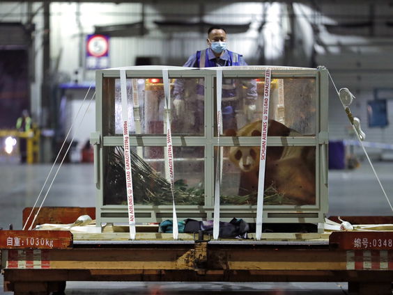 Buitenland Uitgelicht: Chinese pandadiplomatie