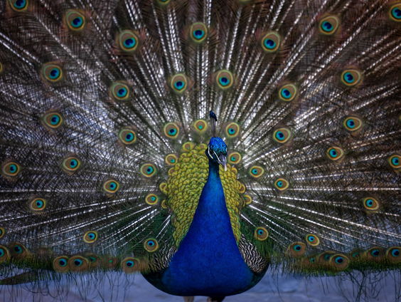 Waarom we best wat trotser op onszelf mogen zijn