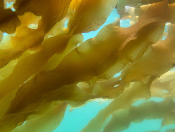 Zeewierwouden slaan meer CO2 op dan eerder gedacht