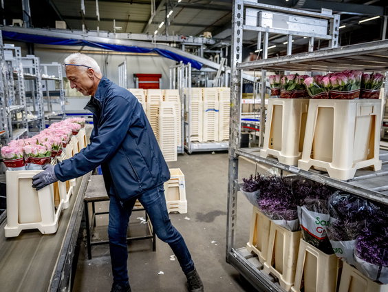 Steeds meer AOW'ers blijven aan het werk