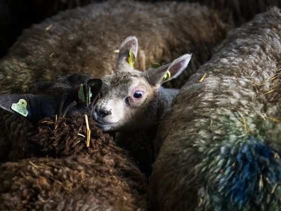 Toegenomen blauwtong besmettingen: reden tot zorg?