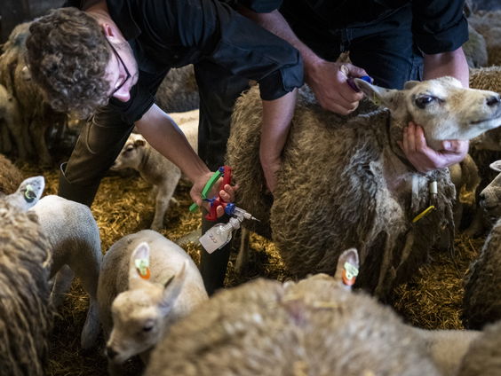 Blauwtong treft meer dan 2.900 boerenbedrijven: Schapen hard aangetast