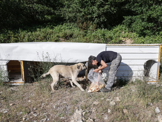 Zwerfhonden leiden tot discussie in Turkije