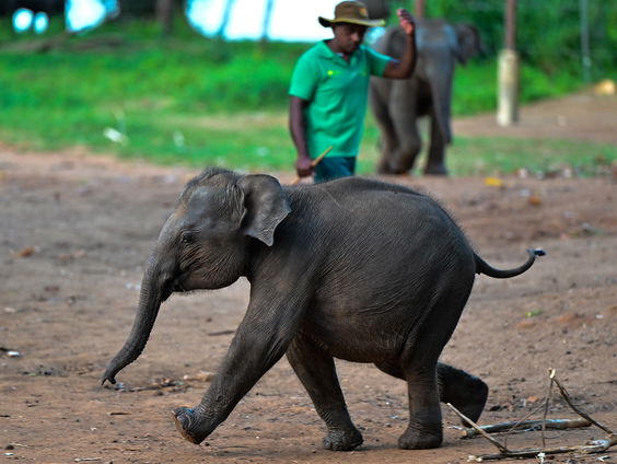 Waarom niet alleen mensen, maar ook dieren rouwen