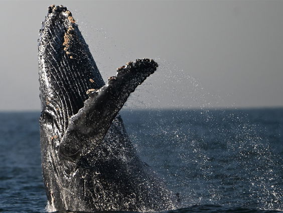 Terug naar Toen: Walvissenjacht wordt weer toegestaan