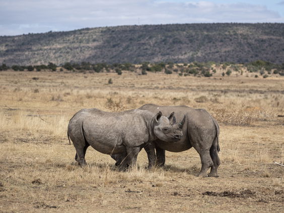 Patenten kunnen illegale wildhandel voorspellen