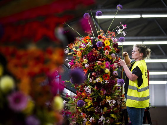 Komkommers, preien en bloemen: Rijnsburg maakt zich op voor bloemencorso