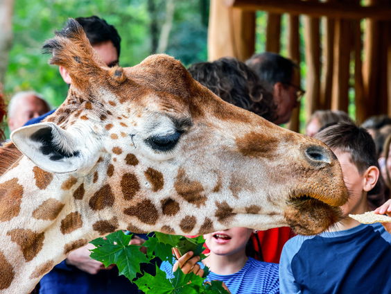 Kort naar de dierentuin of het pretpark met de prikkelpas: wat is het?