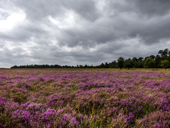 De ontwikkelde rol van nationale parken in Nederland